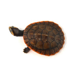 Red-bellied Short-necked Turtle 8-9cm