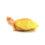 Albino Red Eared Slider 6-7cm
