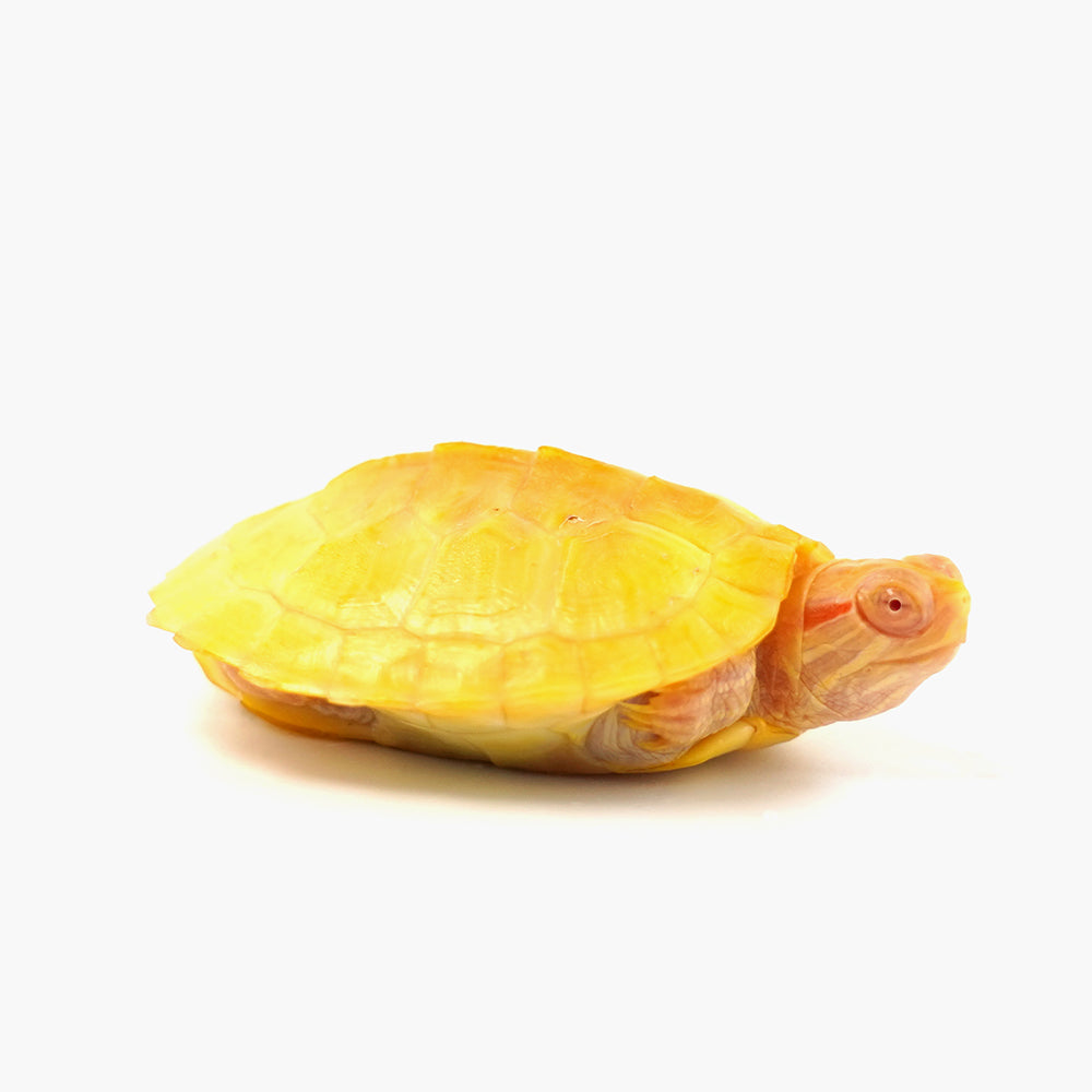 Albino Red Eared Slider 6-7cm