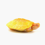 Albino Red Eared Slider 6-7cm