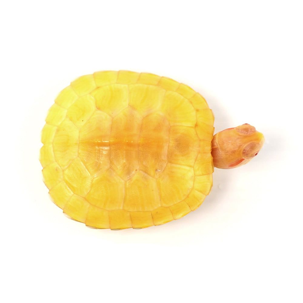 Albino Red Eared Slider 6-7cm