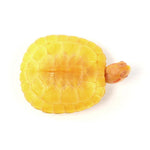 Albino Red Eared Slider 6-7cm