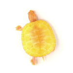 Albino Red Eared Slider 6-7cm