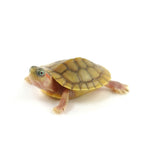 Hybino Red Eared Slider 4-5cm