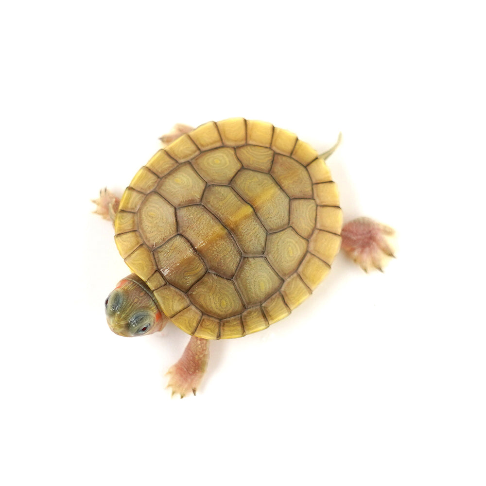 Hybino Red Eared Slider 4-5cm