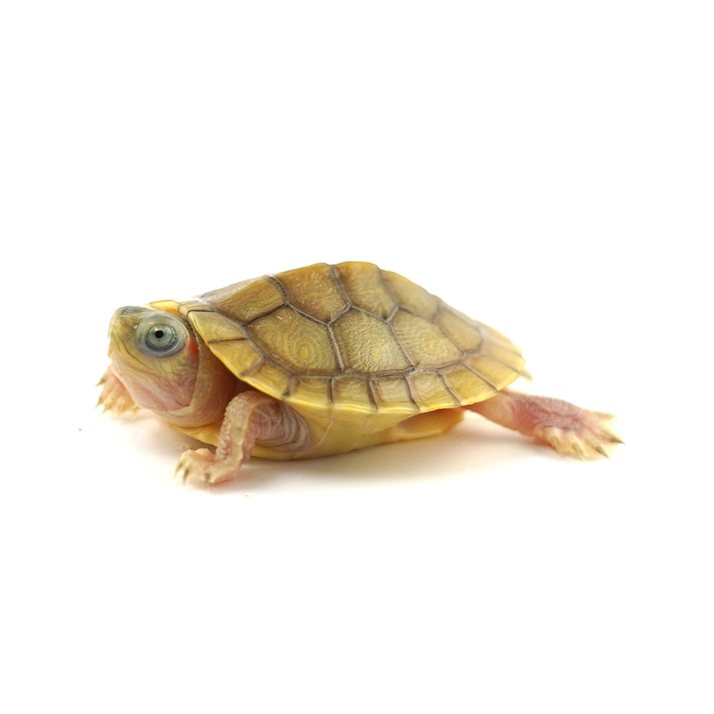 Hybino Red Eared Slider 4-5cm
