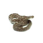 Texas Rat Snake