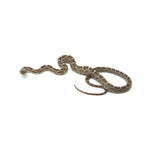 Texas Rat Snake