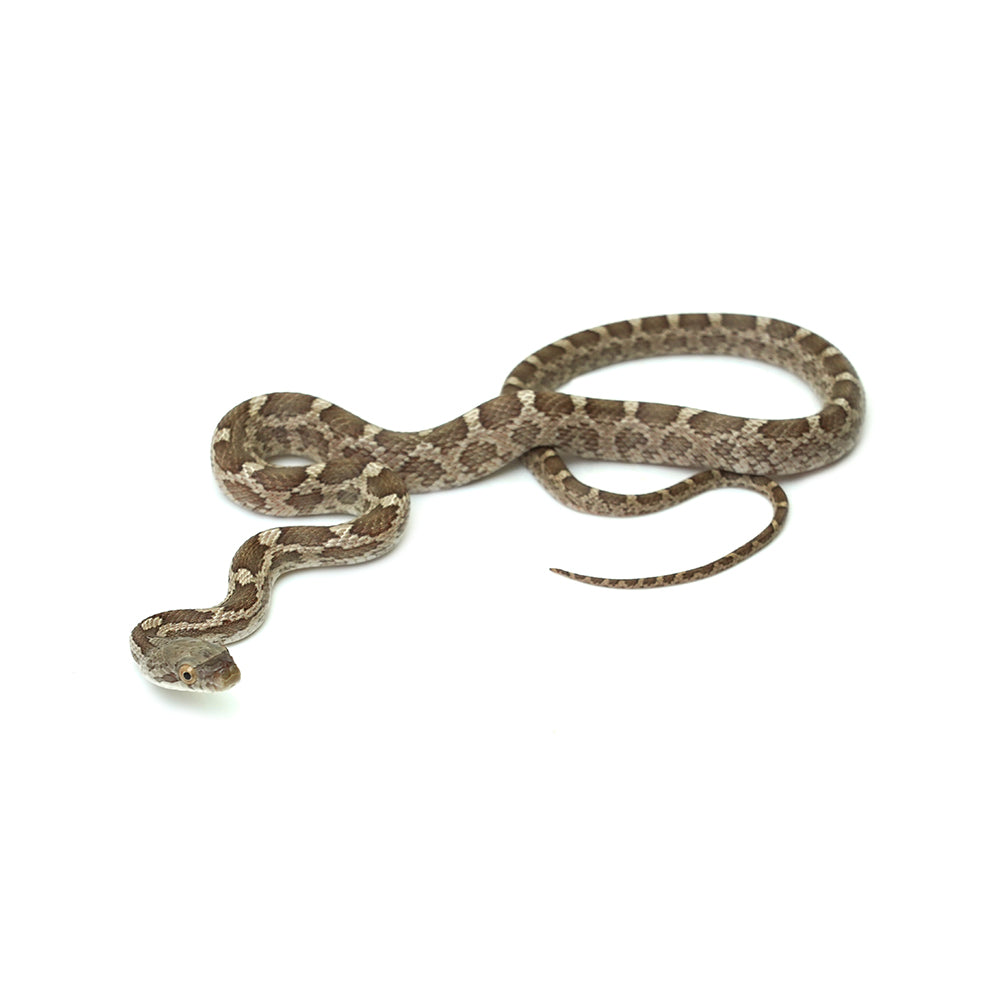 Texas Rat Snake