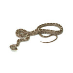 Texas Rat Snake