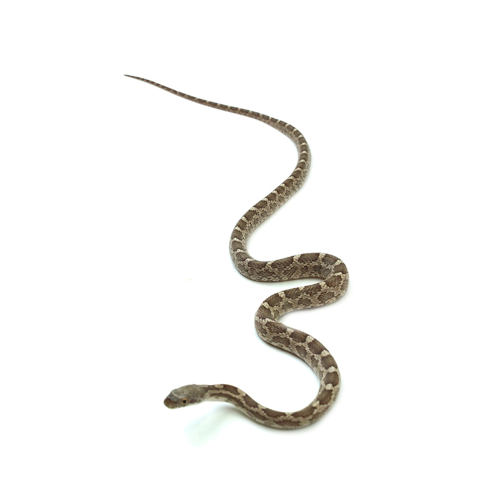 Texas Rat Snake
