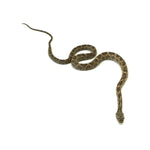 Texas Rat Snake