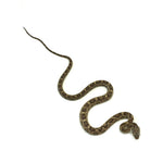Texas Rat Snake