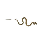 Texas Rat Snake