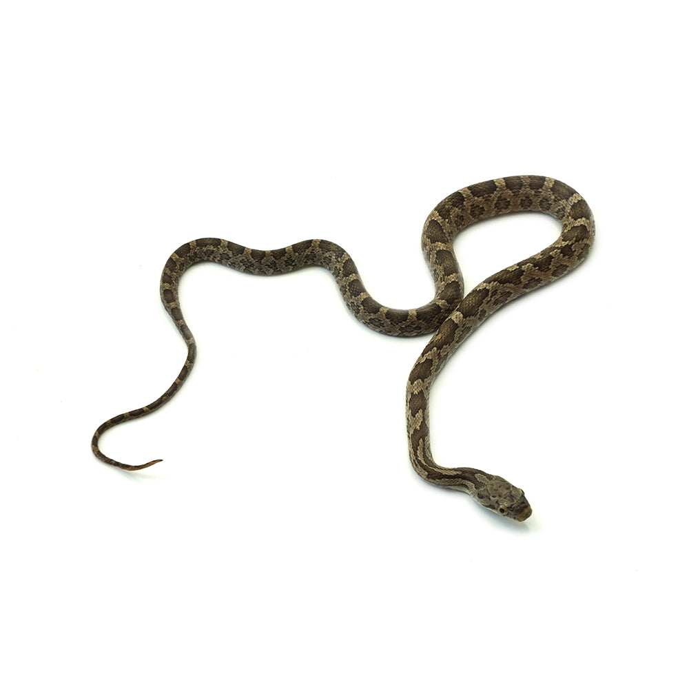 Texas Rat Snake