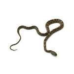 Texas Rat Snake