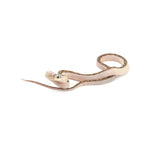 White Sided Texas Rat Snake