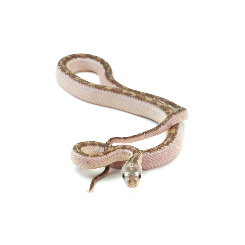White Sided Texas Rat Snake