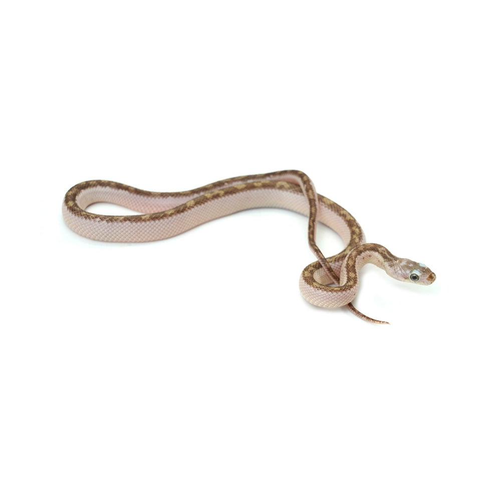 White Sided Texas Rat Snake