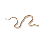 White Sided Texas Rat Snake