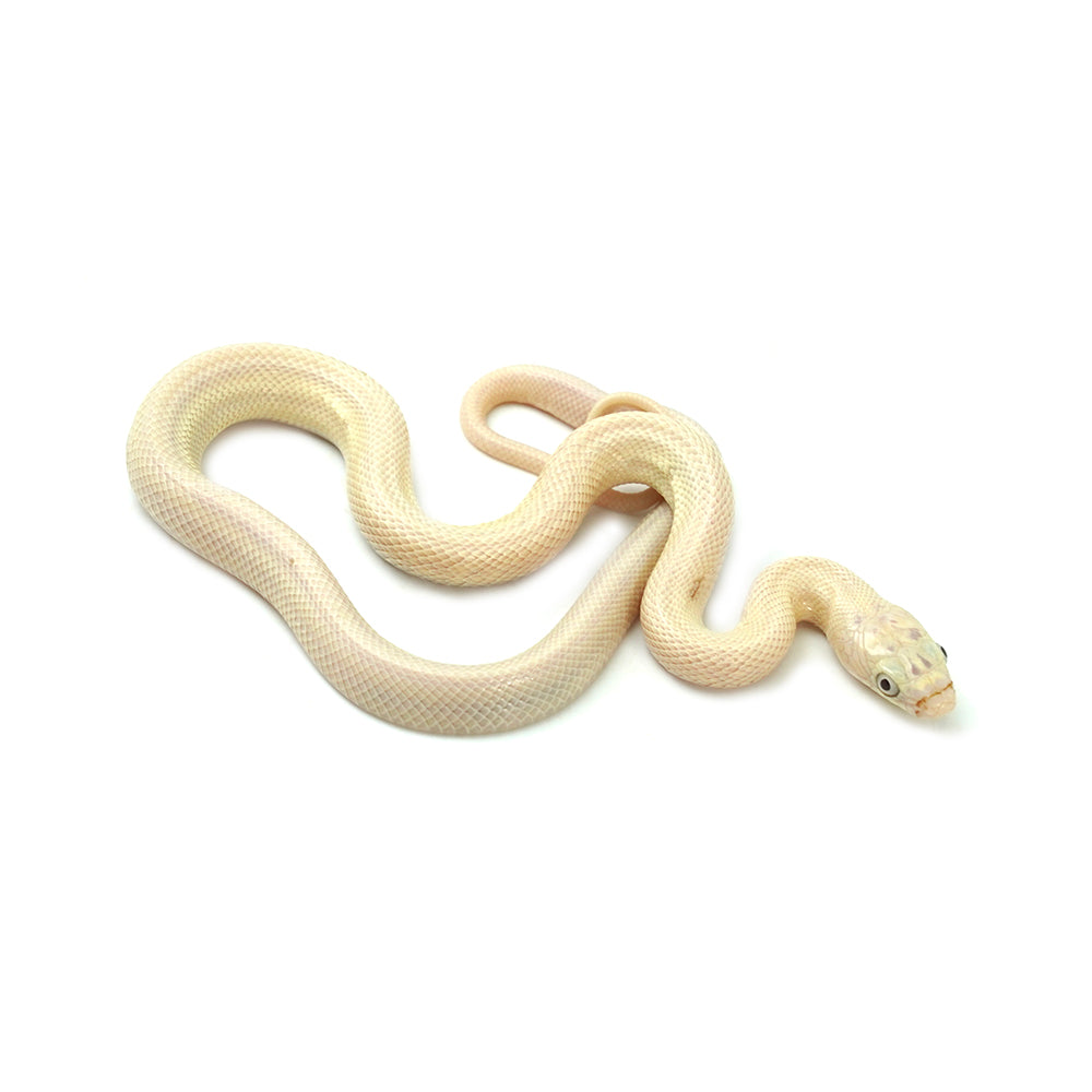 Blue Eyed Leucistic Texas Rat Snake