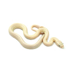 Blue Eyed Leucistic Texas Rat Snake