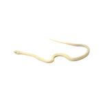 Blue Eyed Leucistic Texas Rat Snake