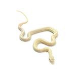 Blue Eyed Leucistic Texas Rat Snake