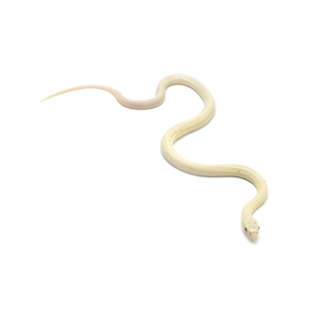 Blue Eyed Leucistic Texas Rat Snake