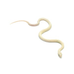Blue Eyed Leucistic Texas Rat Snake